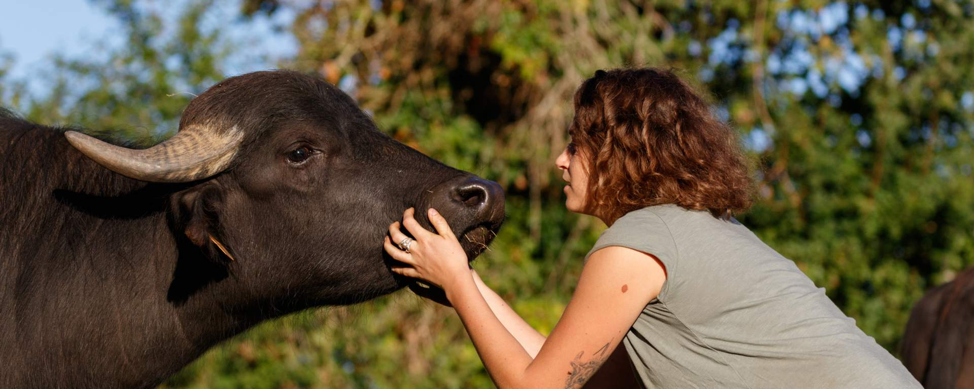 Les Bienfaits Du Lait De Bufflone